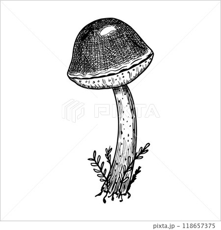 Hand drawn mushroom. Vector illustration 118657375
