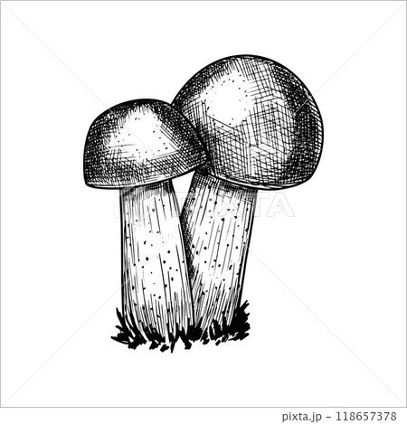 Hand drawn mushrooms. Vector illustration Hand drawn mushrooms. Vector illustration 118657378