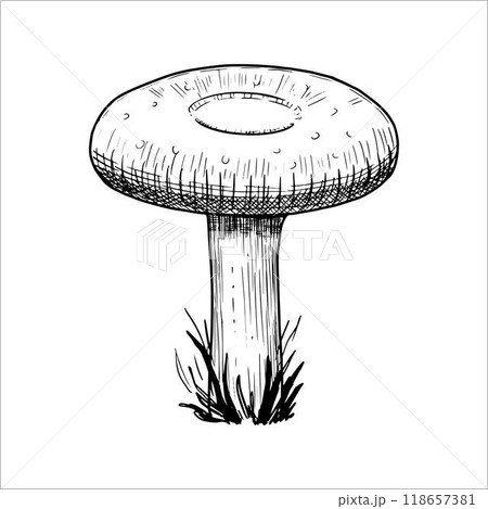 Hand drawn mushroom. Vector illustration Hand drawn mushroom. Vector illustration 118657381
