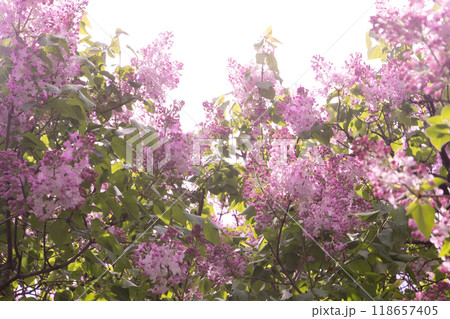Lilac flowers blooming. Lilac flowers blooming. 118657405