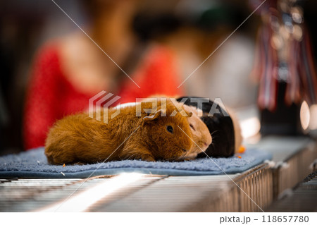 Two guinea pigs resting together in a cozy setting during a lively pet expo event 118657780