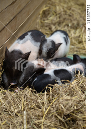 Four playful piglets snuggling together in a cozy straw bed at a farm during a sunny afternoon in spring Four playful piglets snuggling together in a cozy straw bed at a farm during a sunny afternoon in spring 118657781