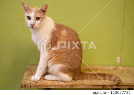 A curious cat sits on a wooden table against a green wall, exploring its surroundings in a cozy indoor space 118657783