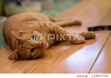 Ginger cat lounging comfortably on wooden floor in cozy indoor setting during afternoon relaxation 118657784