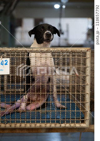 A rescue dog sitting in a cage at an animal shelter during late afternoon hours awaiting adoption and a new home A rescue dog sitting in a cage at an animal shelter during late afternoon hours awaiting adoption and a new home 118657792
