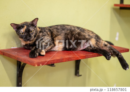A relaxed tortoiseshell cat lounging on a wooden shelf in a cozy indoor space during the daytime 118657801