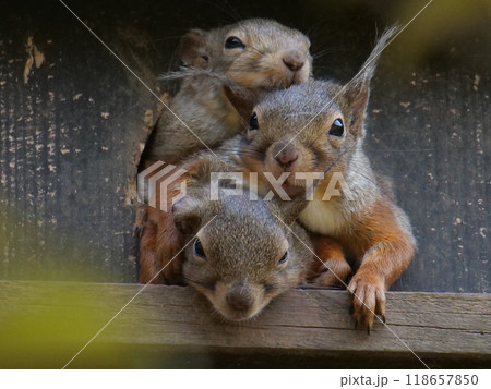 巣箱から顔を出す二ホンリス 118657850