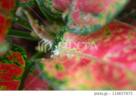 Red leaves home plant affected by white coating of mealybug of the parasite, small insects, Problems in the cultivation of domestic plants. Plant treatment and pest and fungus control 118657873