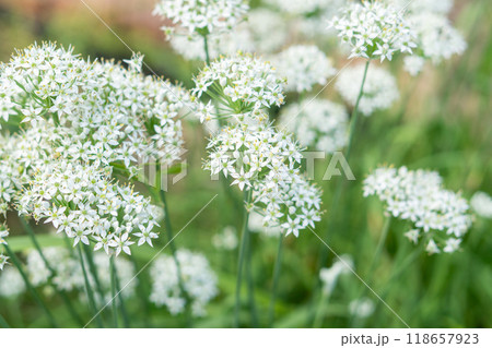 ニラの花 ニラの花 118657923