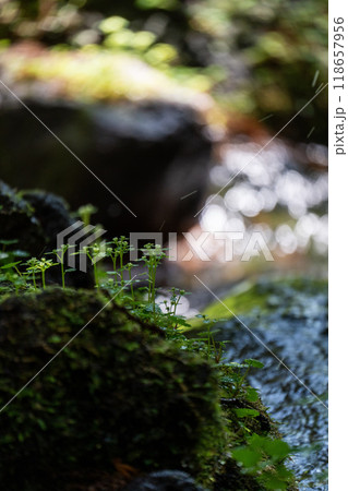 【庄内の風景】遊佐町_胴腹滝 118657956