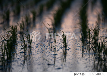 【庄内の風景】夕焼け空に照らされる田んぼ 118658099