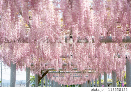 【庄内の風景】藤の花_藤島歴史公園（鶴岡市） 118658123