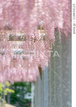 【庄内の風景】藤の花_藤島歴史公園（鶴岡市） 118658125