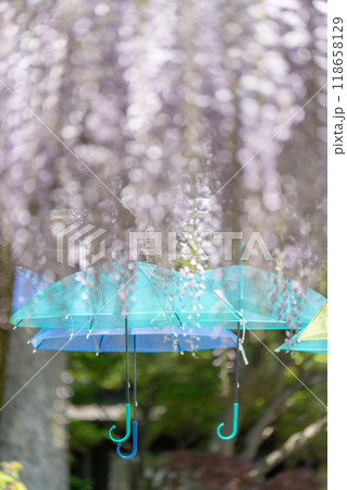 【庄内の風景】藤の花_藤島歴史公園(鶴岡市) 【庄内の風景】藤の花_藤島歴史公園(鶴岡市) 118658129