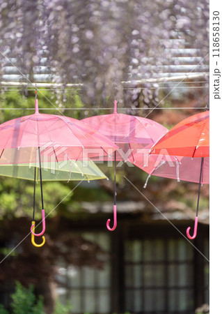 【庄内の風景】藤の花_藤島歴史公園（鶴岡市） 118658130