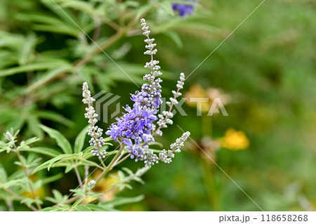 セイヨウニンジンボク 118658268