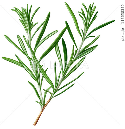 Rosemary  118658339