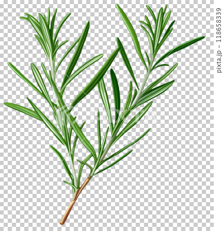 Rosemary  118658339