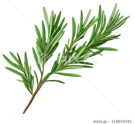 Rosemary  118658342
