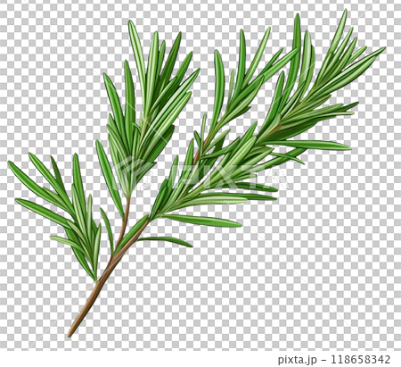 Rosemary  118658342