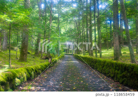 軽井沢　ジョン・レノンとオノ・ヨーコが毎日散歩した小道「幸福の谷」（ハッピーバレー） 118658459