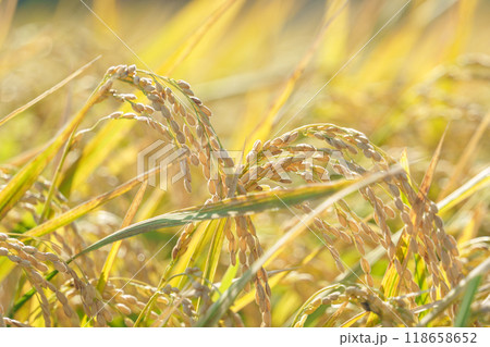 お米・収穫間近の稲穂 お米・収穫間近の稲穂 118658652
