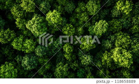Aerial view of lush green forest canopy covering the landscape 118658889
