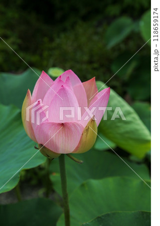 大蓮寺の蓮 大蓮寺の蓮 118659174