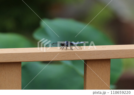 シオカラトンボ シオカラトンボ 118659220