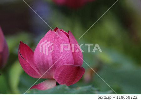 大蓮寺の蓮 118659222