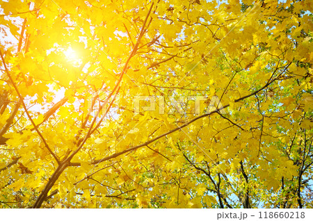 yellow fall leaves in park, autumn natural background yellow fall leaves in park, autumn natural background 118660218