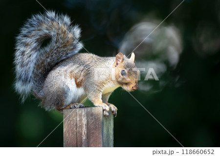Portrait of a cute grey squirrel standing on a garden fence post 118660652