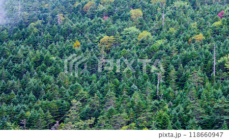 奥秩父　国師ヶ岳から見る北奥千丈岳山腹の森 118660947