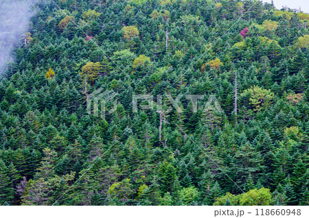 奥秩父 国師ヶ岳から見る北奥千丈岳山腹の森 奥秩父 国師ヶ岳から見る北奥千丈岳山腹の森 118660948