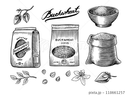 Collection of buckwheat. Engraved, hand drawn plant and buckwheat groats. Grass cereal crops 118661257