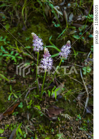 ツルボの花穂　薄紫色の花が綺麗です 118662035