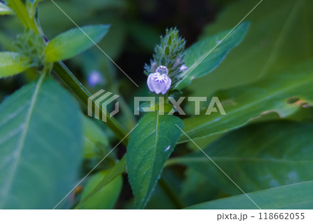キツネノマゴの薄紫の小さな花 キツネノマゴの薄紫の小さな花 118662055