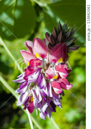 クズの紫色の花 クズの紫色の花 118662061