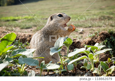 European ground squirrel (Spermophilus citellus), Muran plain, Slovakia European ground squirrel (Spermophilus citellus), Muran plain, Slovakia 118662079