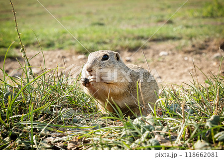European ground squirrel (Spermophilus citellus), Muran plain, Slovakia 118662081