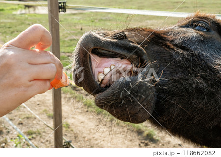 Donkey, Muran plain national park, Slovakia 118662082