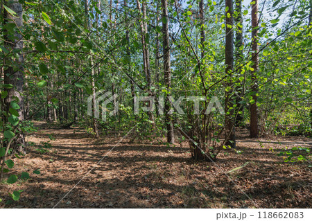 forest in early autumn in sunny weather 118662083