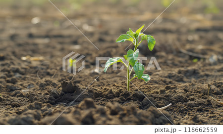 Seedling sprouting from fertile soil in warm light. 118662559