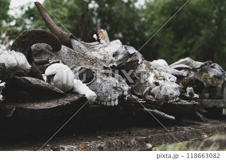 Skull of a killed animal. A mountain of bones on the ground. Animal bone cemetery. 118663082