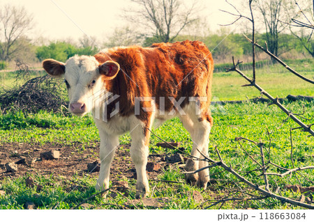 Young calves graze on the field. Farm in the village. Farming concept. 118663084