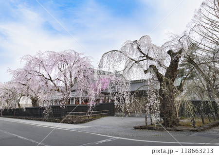 角館武家屋敷通りの満開の枝垂れ桜 角館武家屋敷通りの満開の枝垂れ桜 118663213
