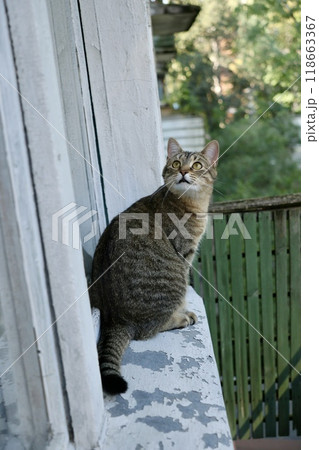 cute tabby cat is sitting on balcony or terrace. Portrait of close-up of brown colored pet. cute tabby cat is sitting on balcony or terrace. Portrait of close-up of brown colored pet. 118663367