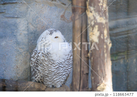 片目で見つめるシロフクロウのメス 片目で見つめるシロフクロウのメス 118663477