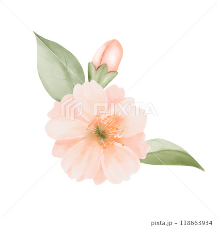 Peach or Cherry Flower with Leaves and Bud. Watercolor hand painted botanical illustration isolated on a white background. Perfect for wedding invitations, greeting cards, prints and packaging designs 118663934