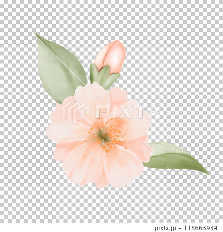 Peach or Cherry Flower with Leaves and Bud. Watercolor hand painted botanical illustration isolated on a white background. Perfect for wedding invitations, greeting cards, prints and packaging designs 118663934